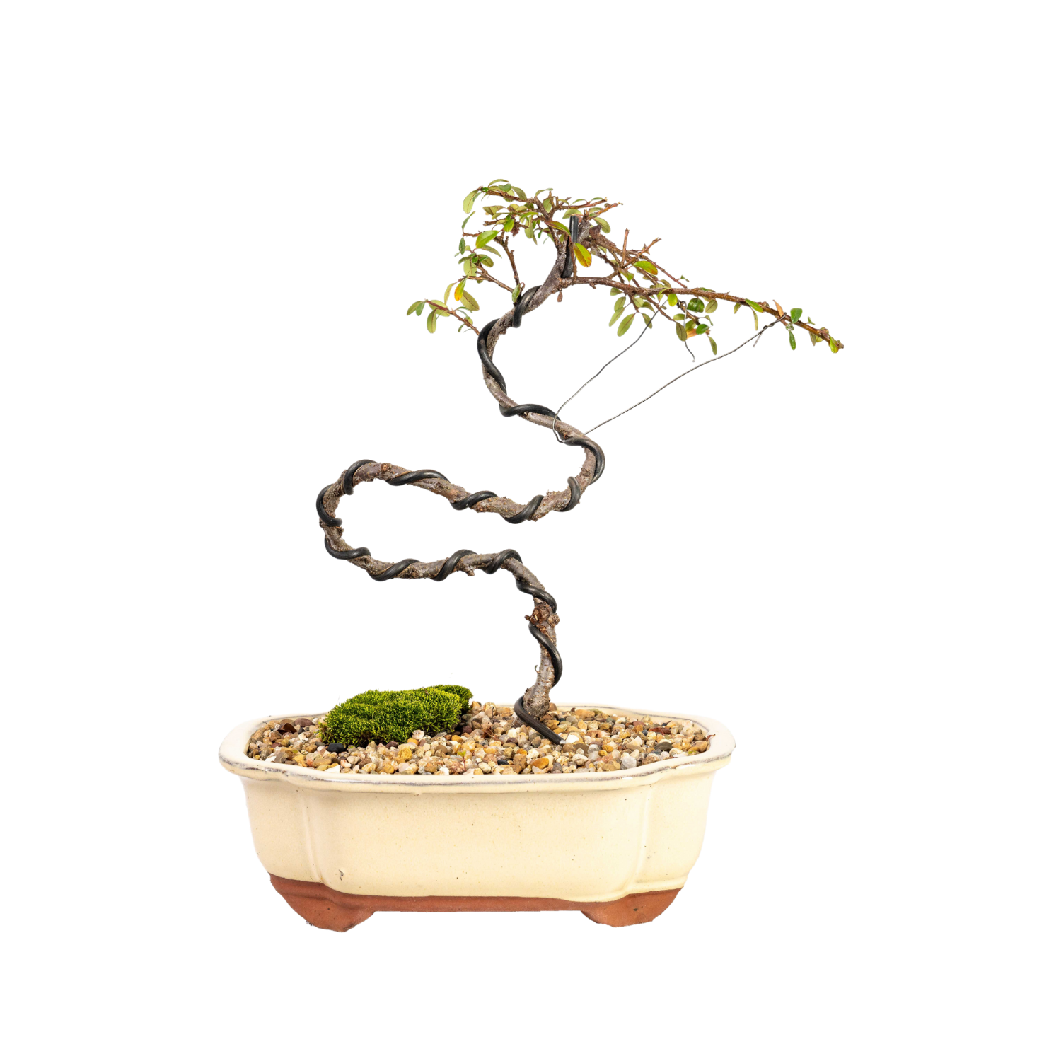 Cotoneaster Bonsai (2014)