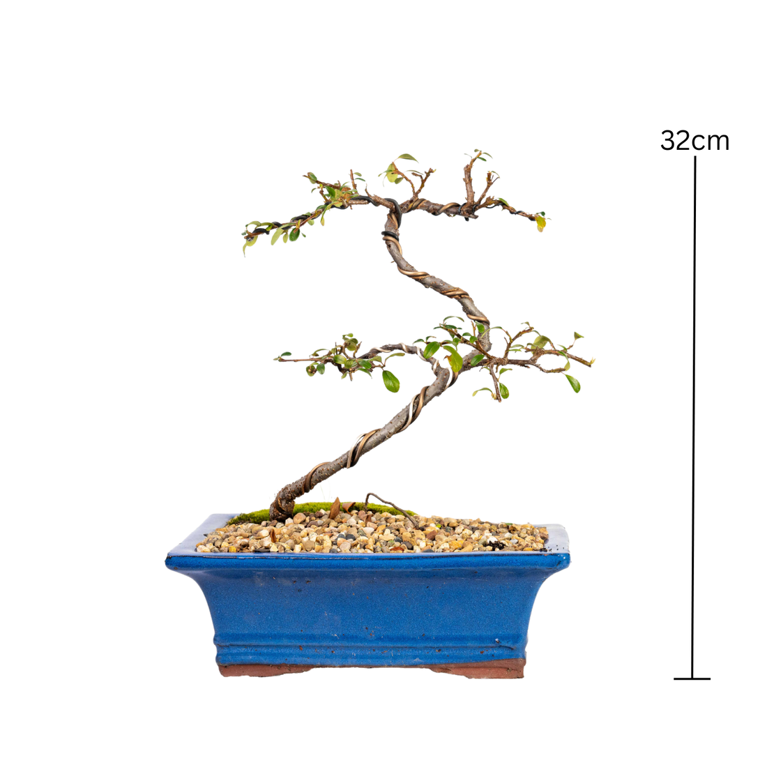 Cotoneaster Bonsai (2014)