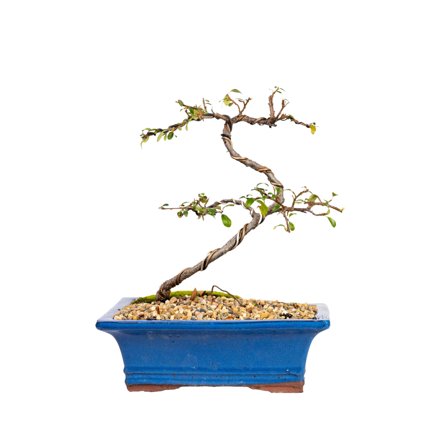 Cotoneaster Bonsai (2014)