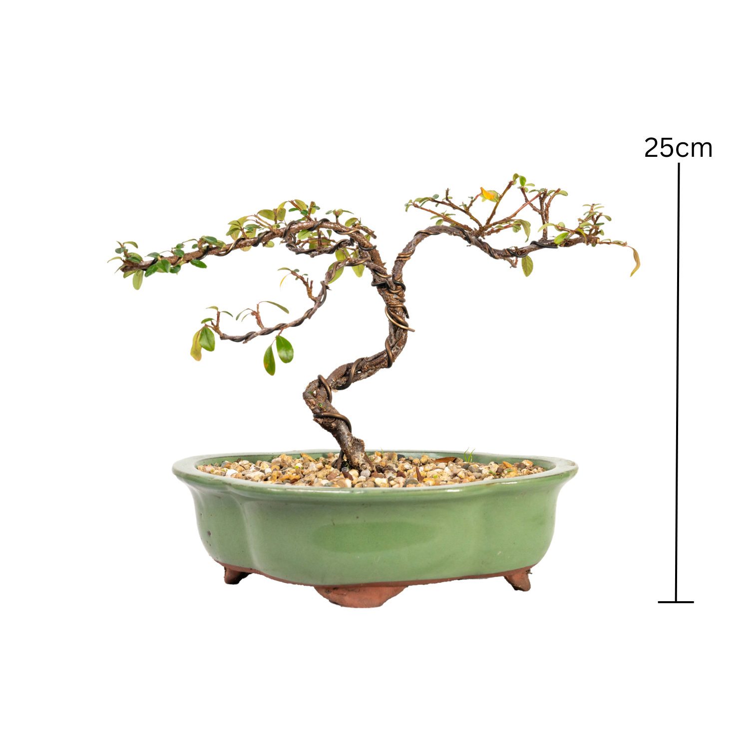 Cotoneaster Bonsai (2015)