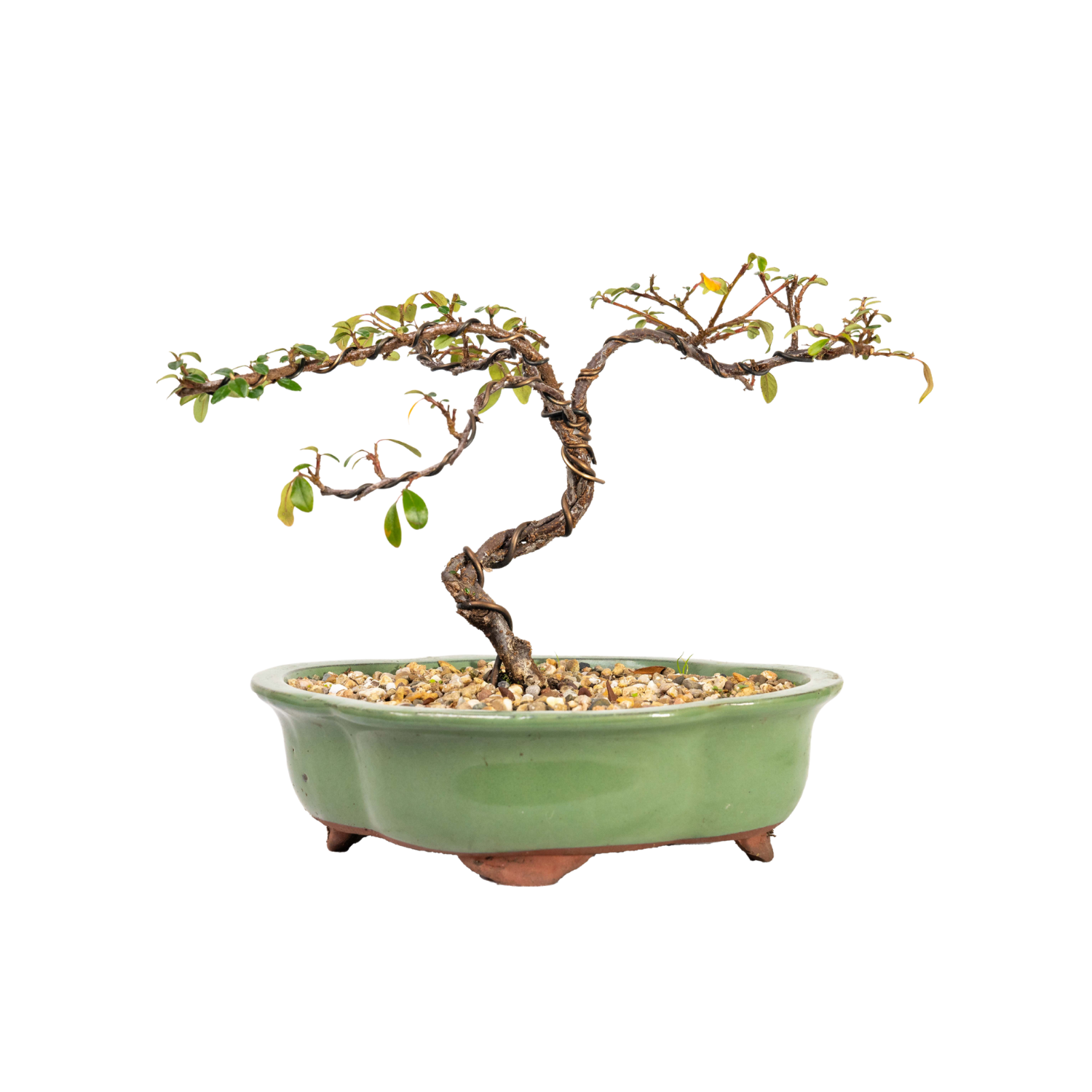 Cotoneaster Bonsai (2015)