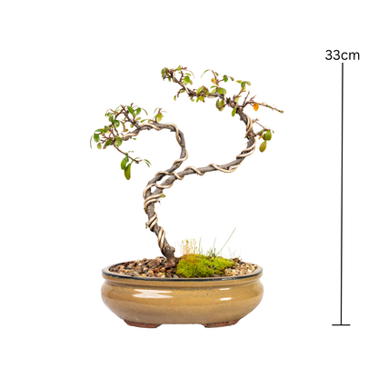 Cotoneaster Bonsai (2013)