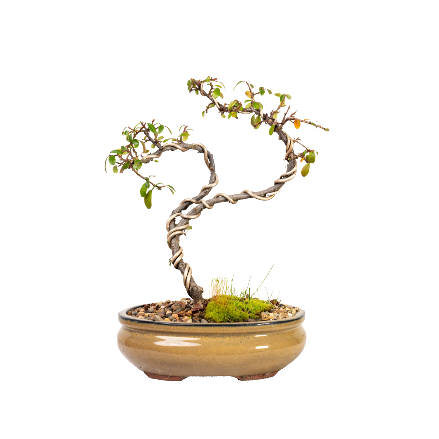 Cotoneaster Bonsai (2013)