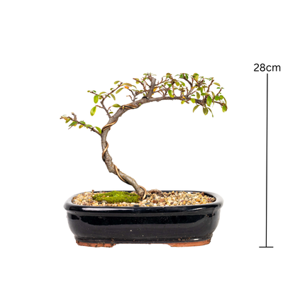 Cotoneaster Bonsai (2013)