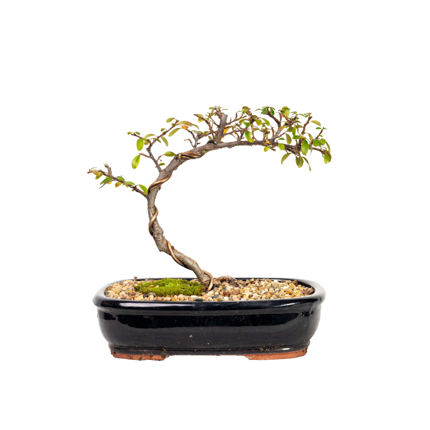 Cotoneaster Bonsai (2013)