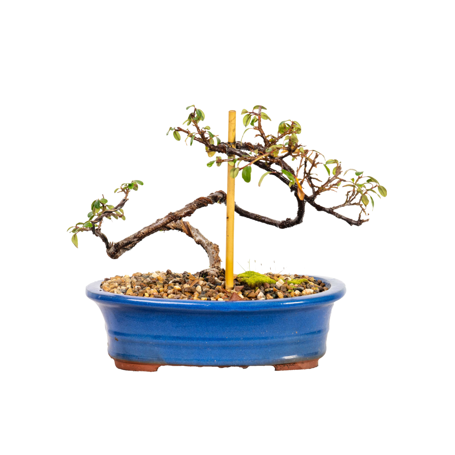 Cotoneaster Bonsai (2013)