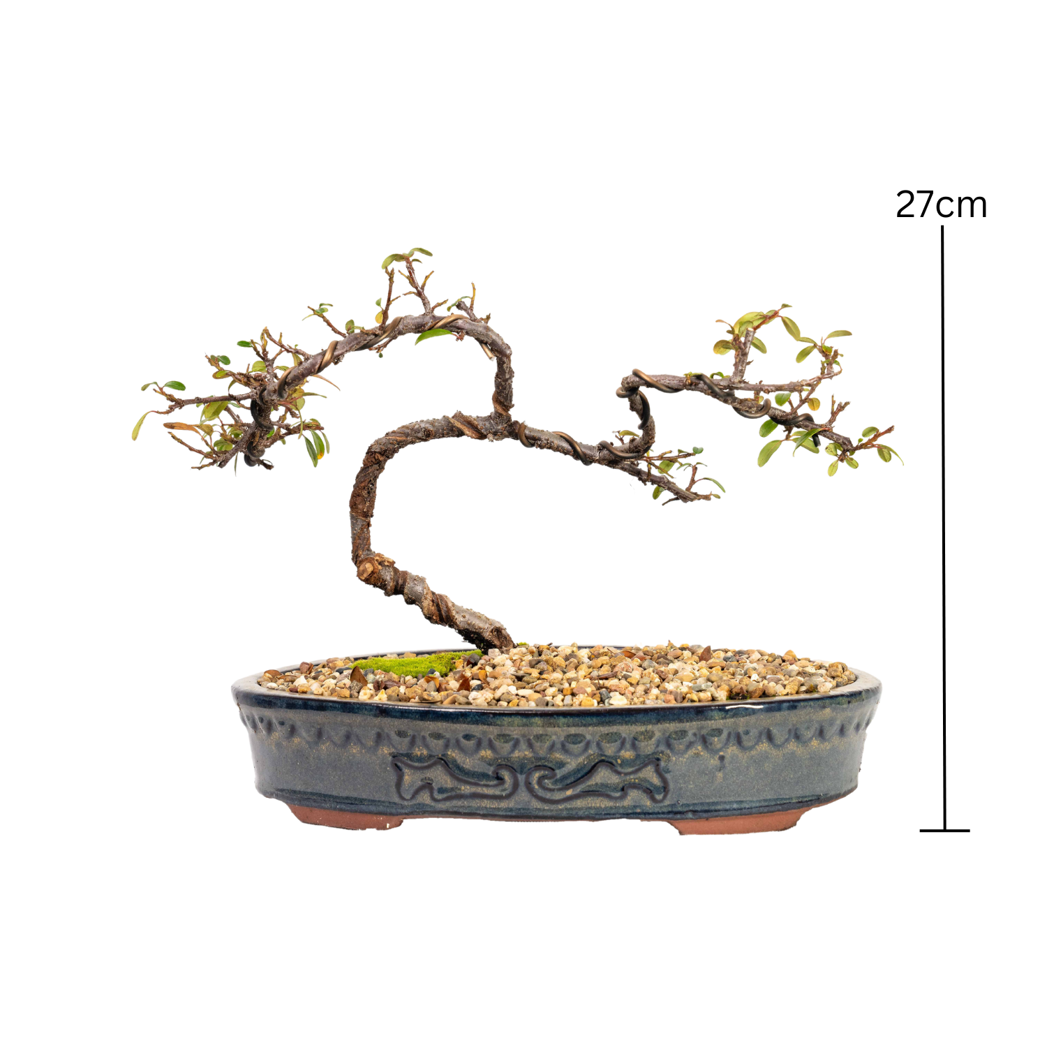 Cotoneaster Bonsai (2013)