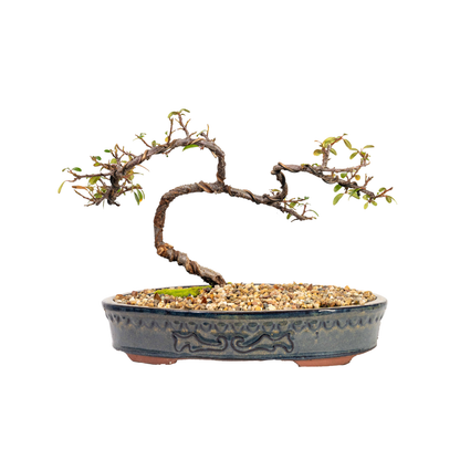 Cotoneaster Bonsai (2013)