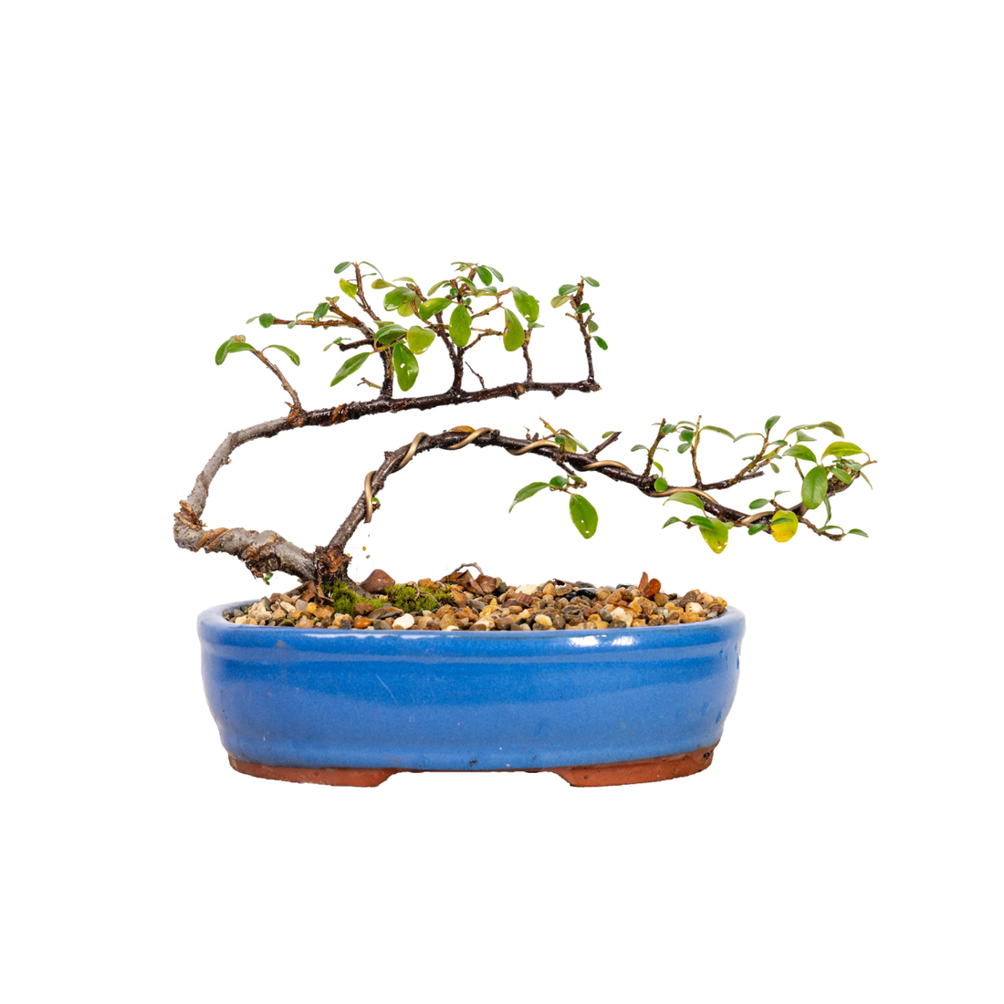 Cotoneaster Bonsai (2015)