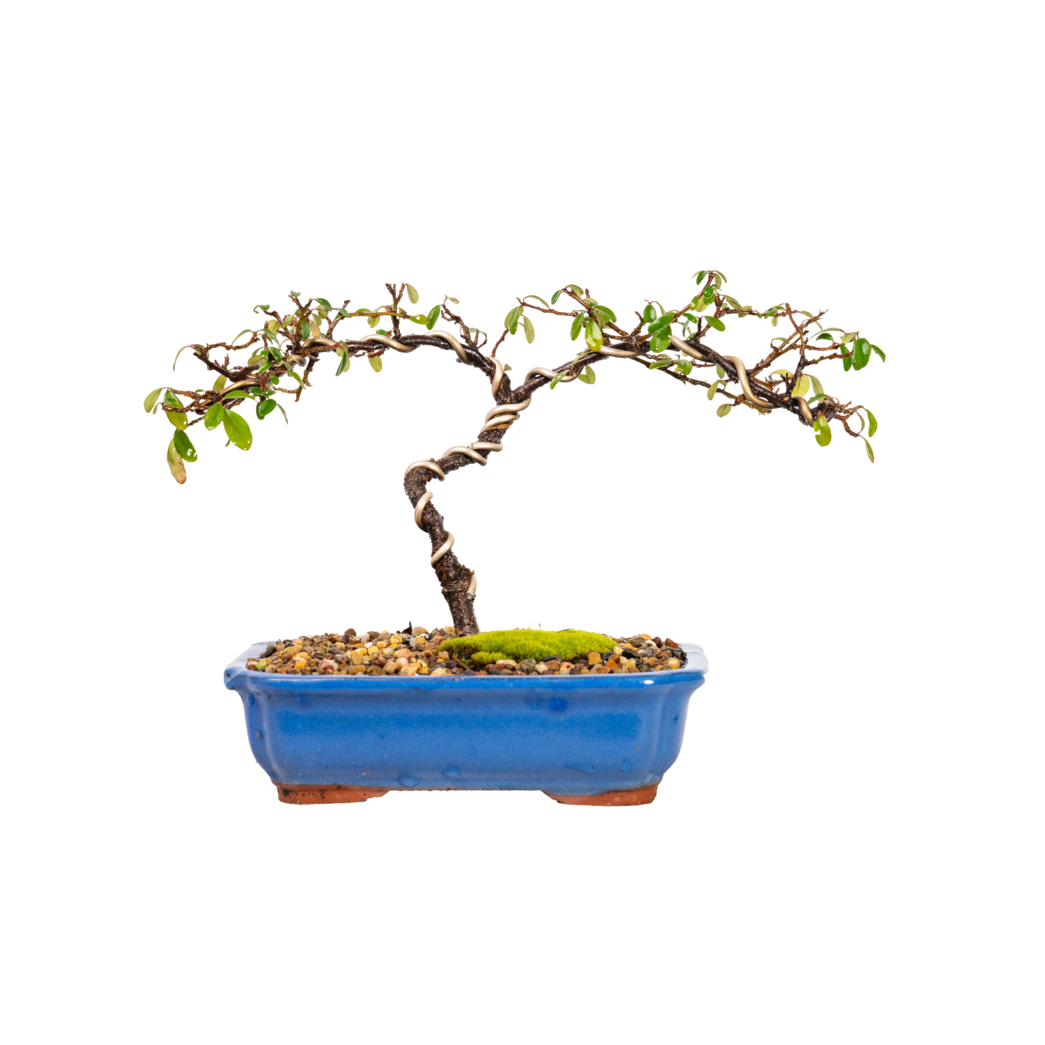 Cotoneaster Bonsai (2013)