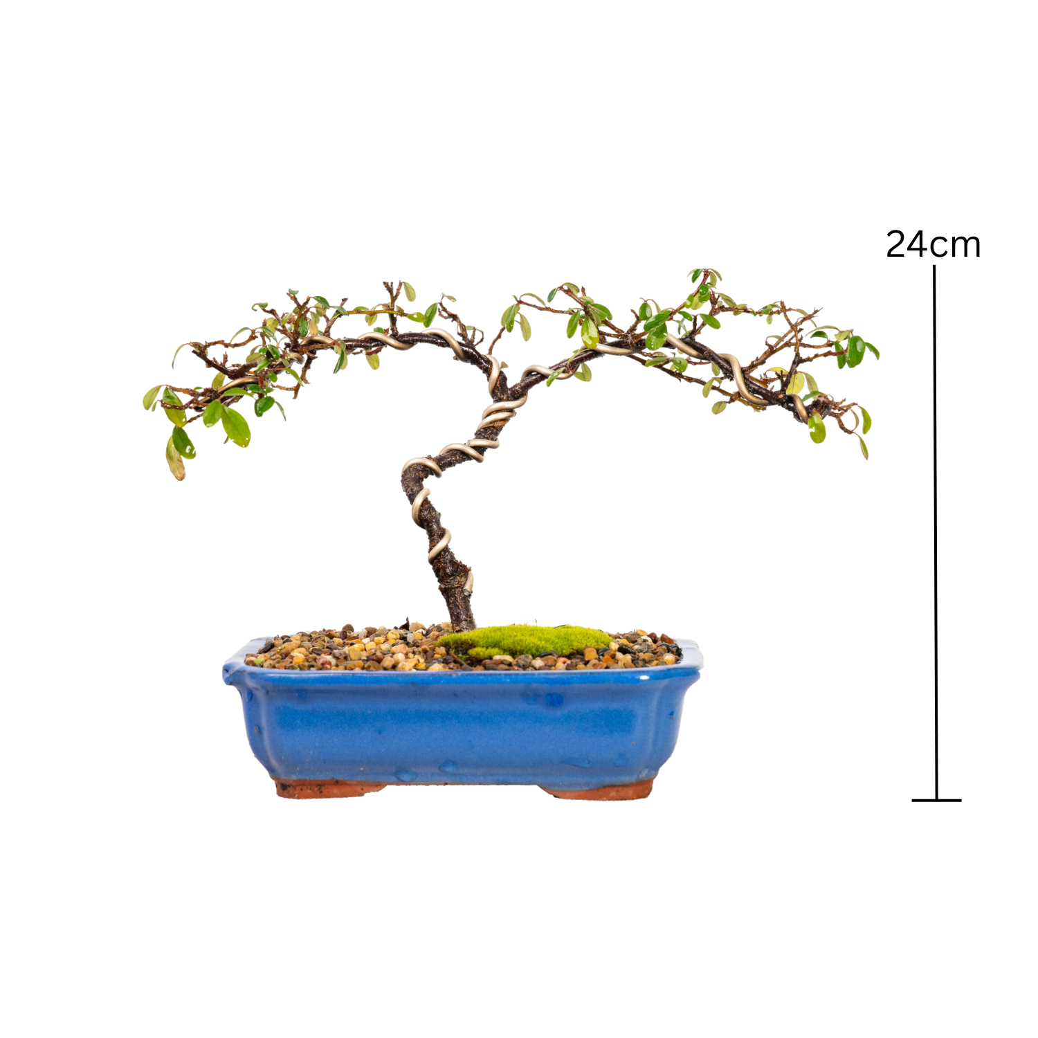 Cotoneaster Bonsai (2013)