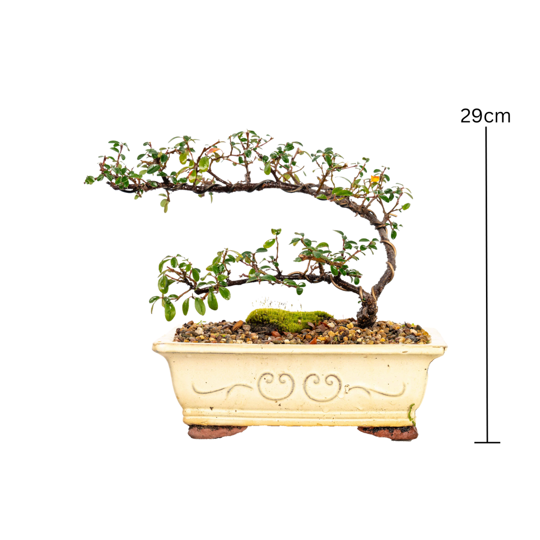 Cotoneaster Bonsai (2013)