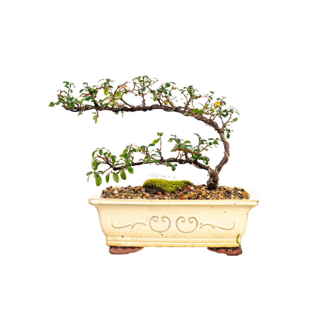 Cotoneaster Bonsai (2013)