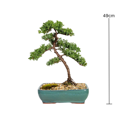 Juniper Bonsai (2004)