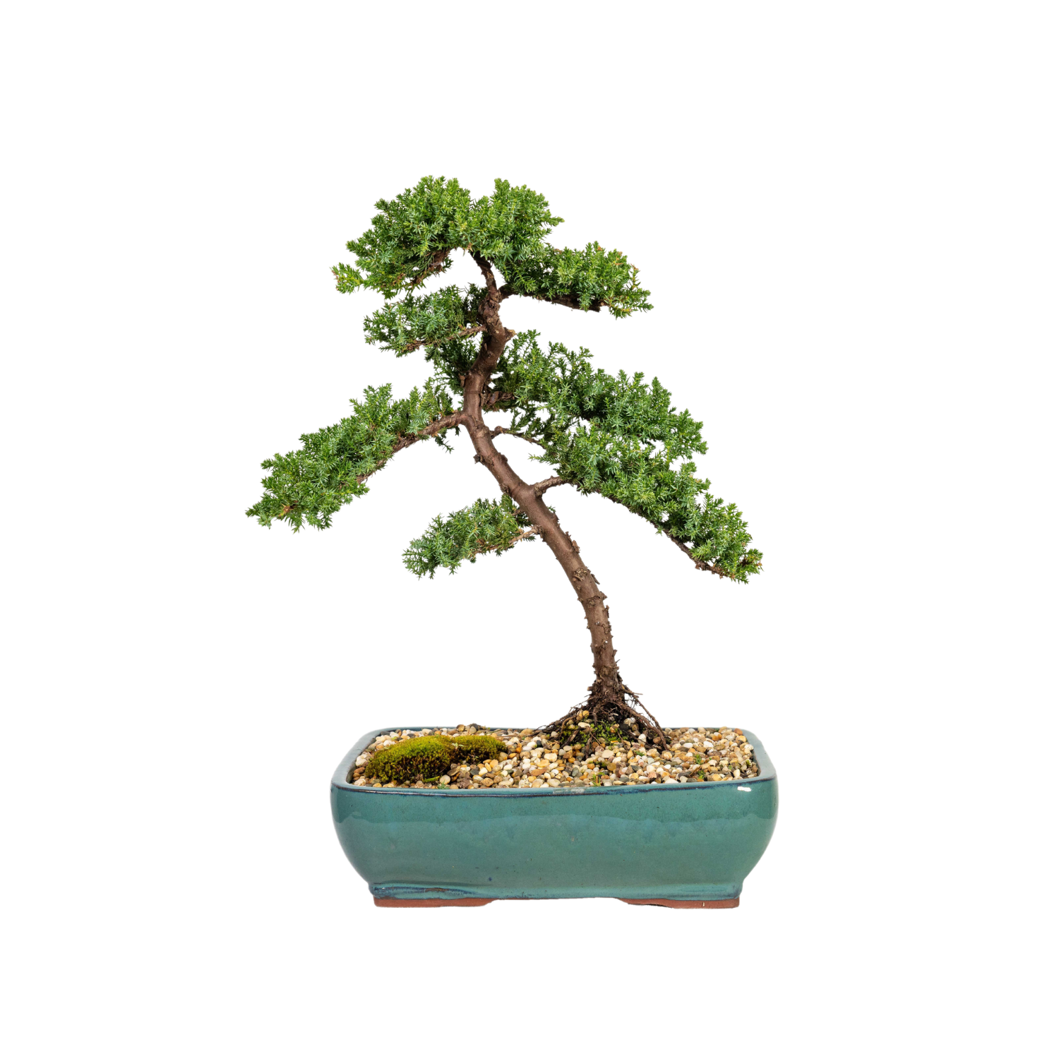 Juniper Bonsai (2004)