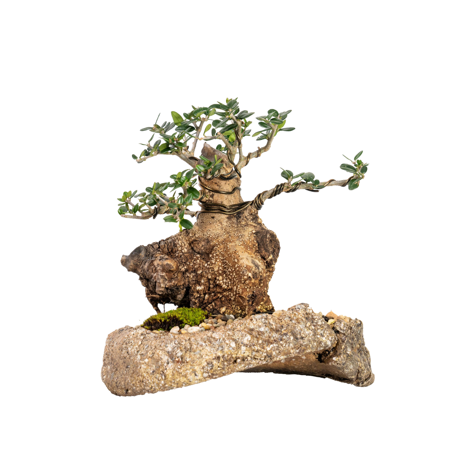 Asian Olive Bonsai (1991)