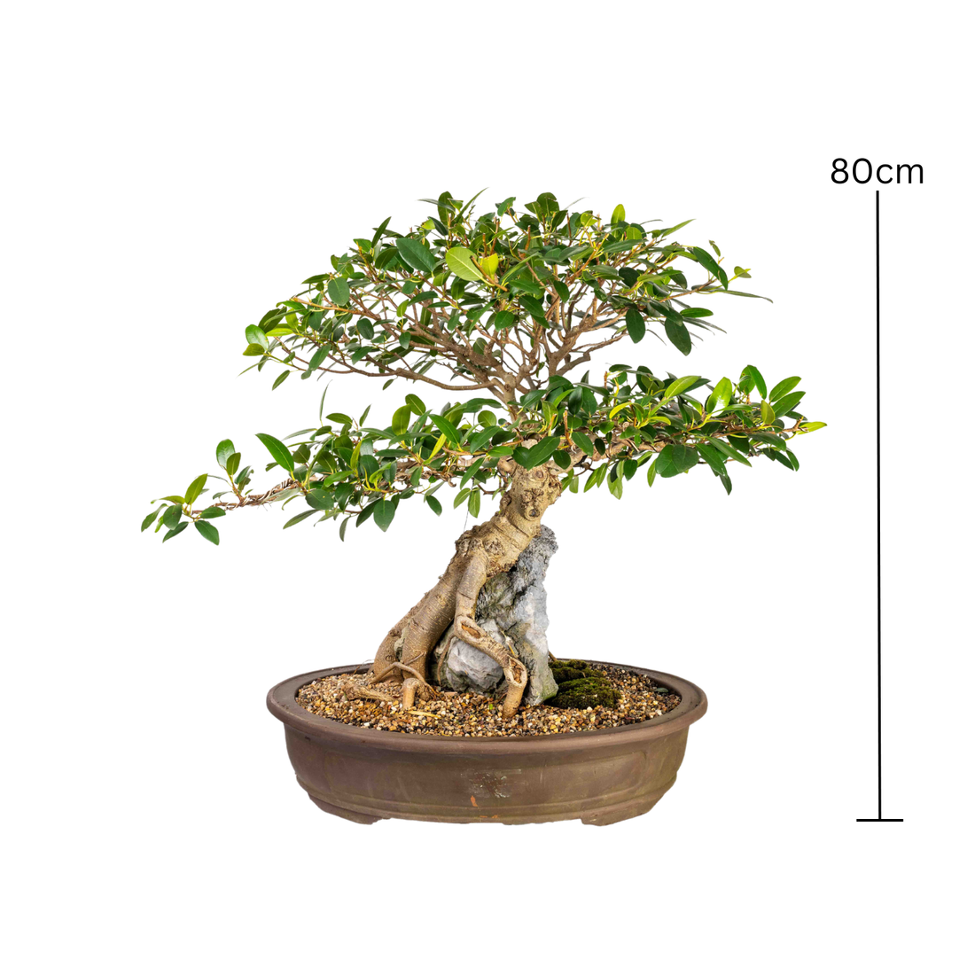 Port Jackson Fig Bonsai (1971)