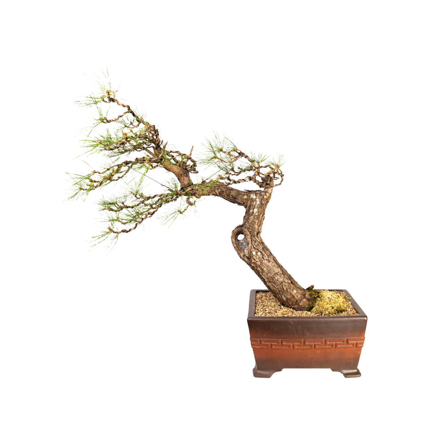 Japanese Black Pine Bonsai (1978)