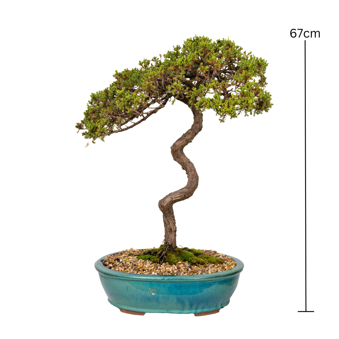 Juniper Bonsai (1986)