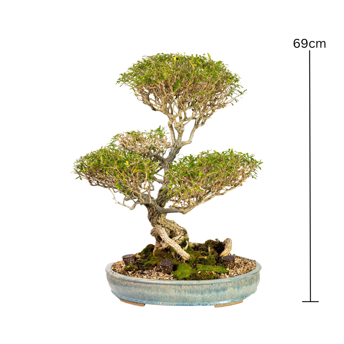 Melaleuca Bonsai (1954)