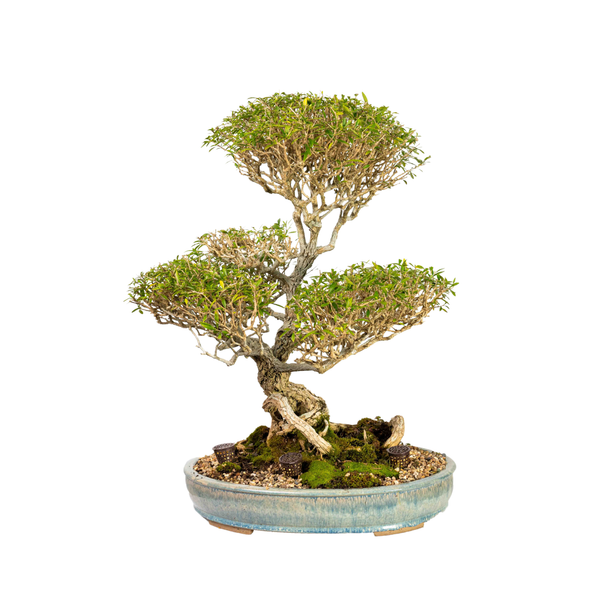 Melaleuca Bonsai (1954) – Bonsai at The Bay