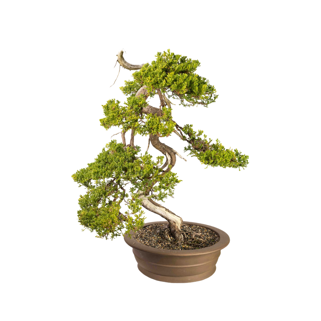 Juniper Bonsai (1986)