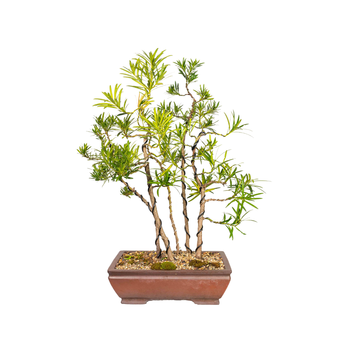 Redwood Forest Bonsai (2010)