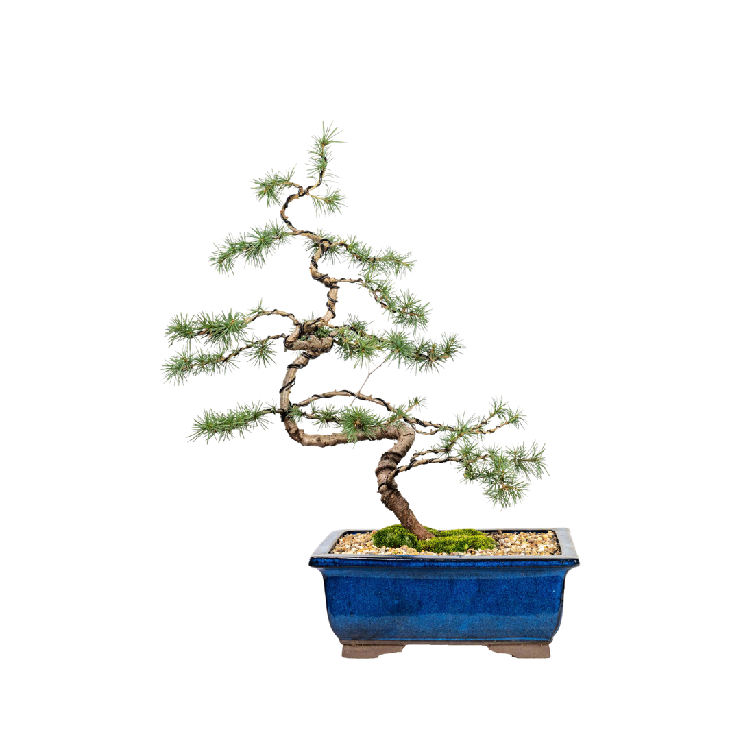 Atlantic Cedar Bonsai (1997)