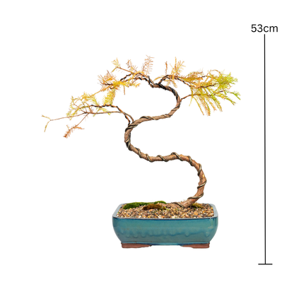 Swamp Cypress Bonsai (2000)