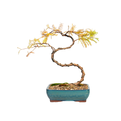 Swamp Cypress Bonsai (2000)