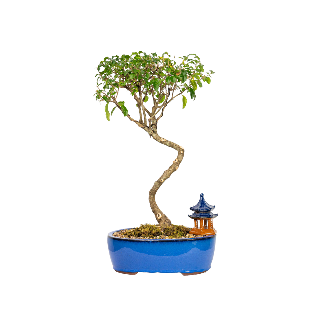 Chinese Ligustrum Bonsai (2001)