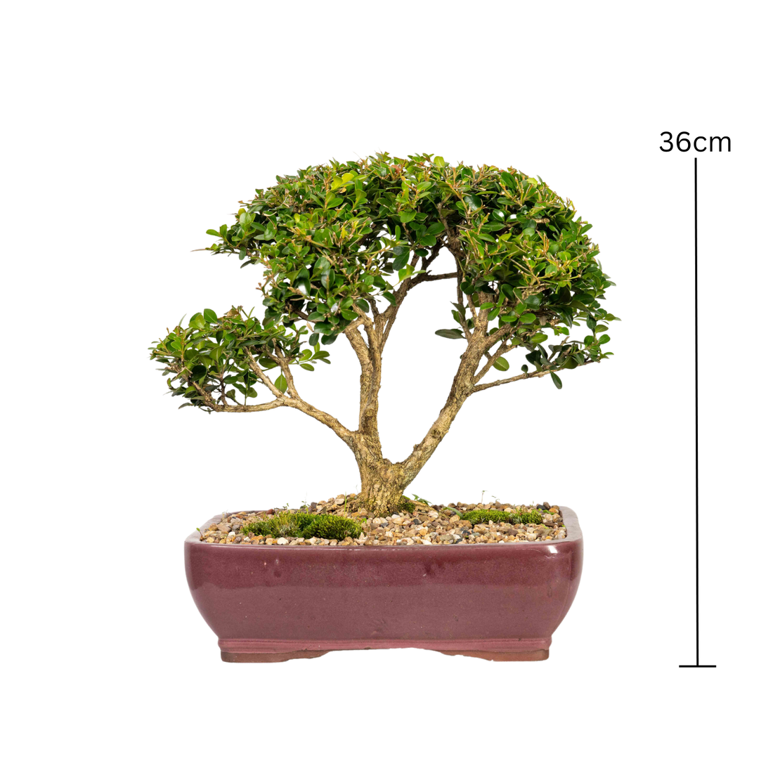 English Buxus Bonsai (1999)