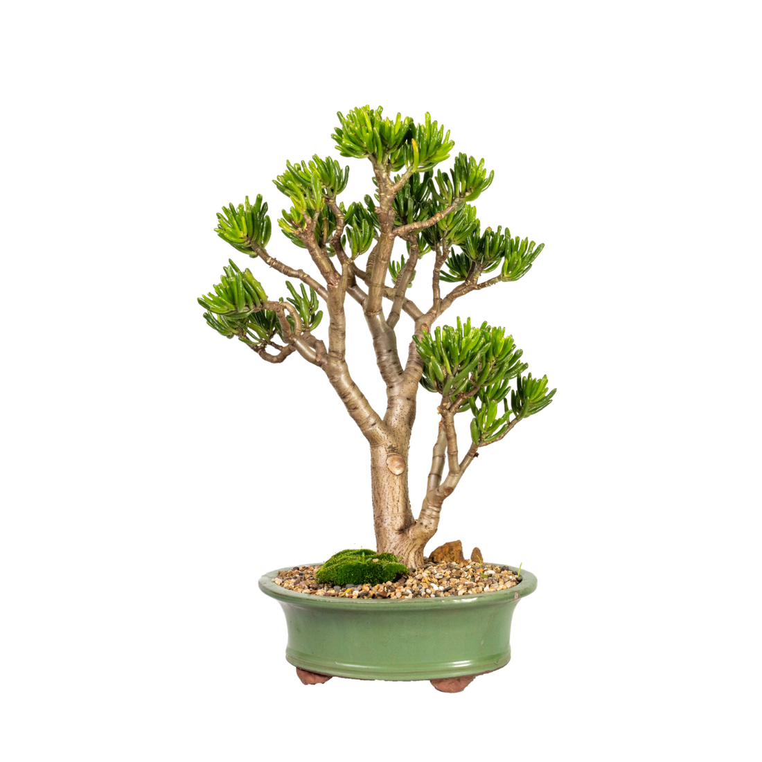 Gollum Jade Bonsai (2001)