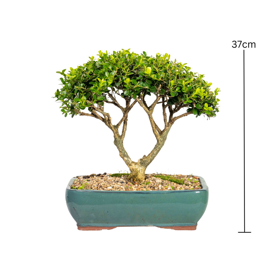 English Buxus Bonsai (1997)