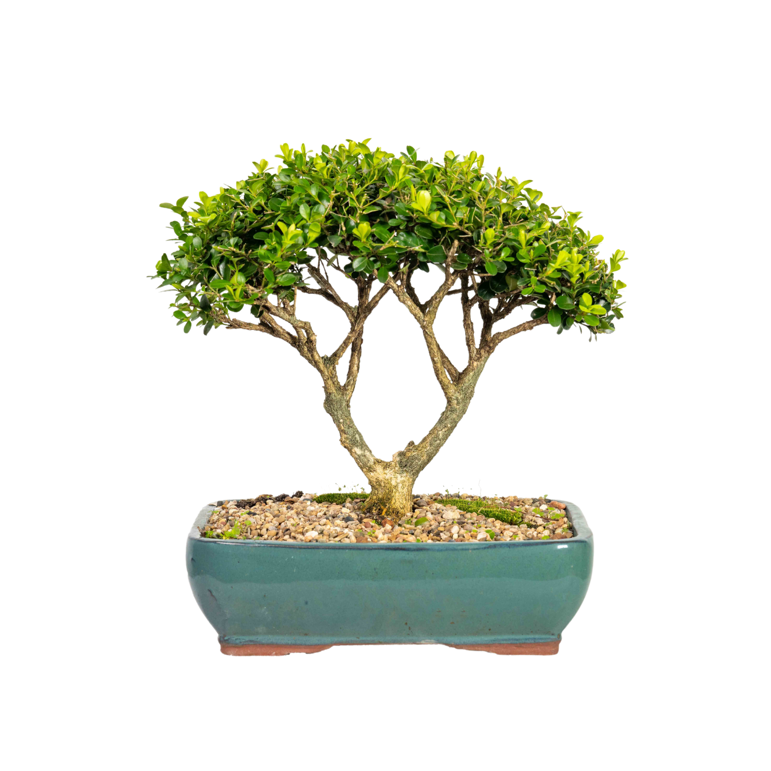 English Buxus Bonsai (1997)