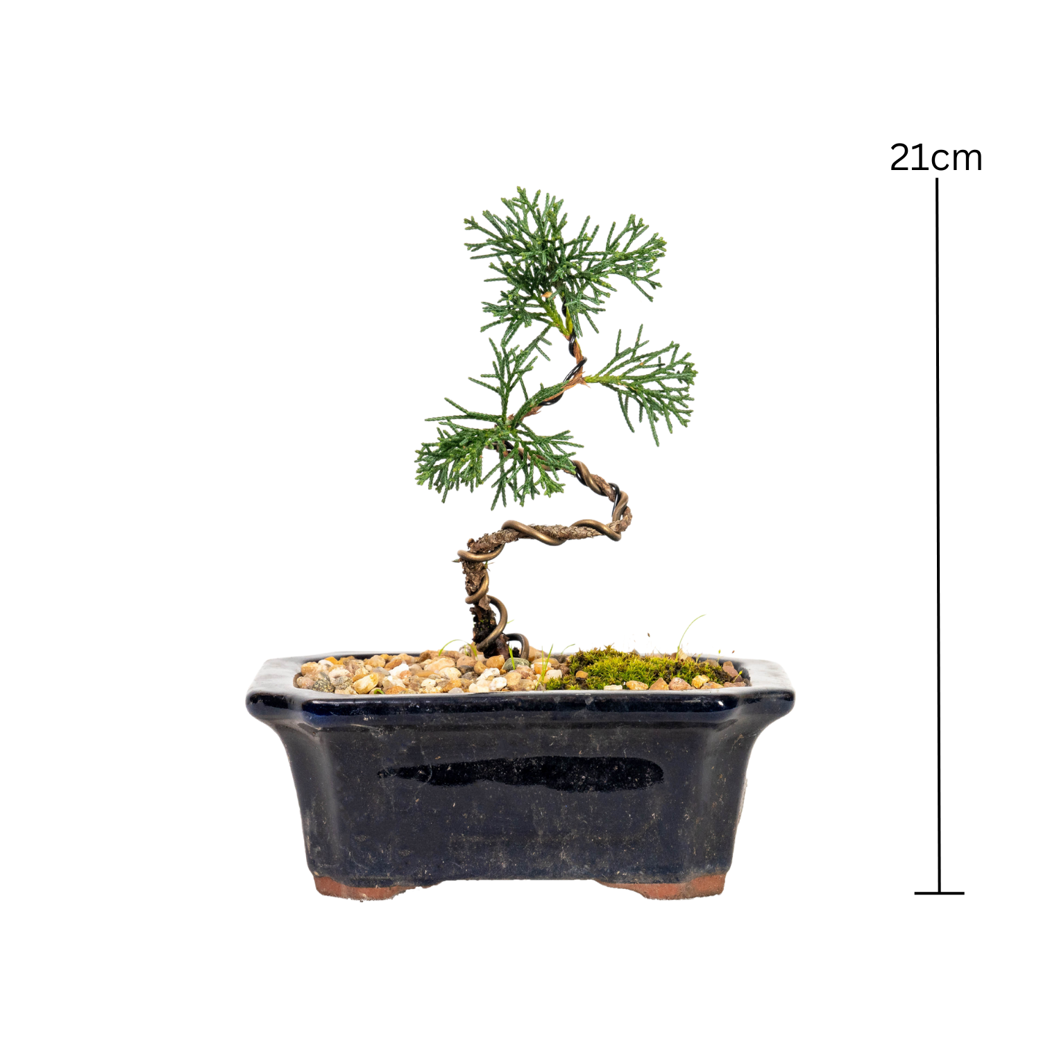 Shimpaku Juniper Bonsai (2019)