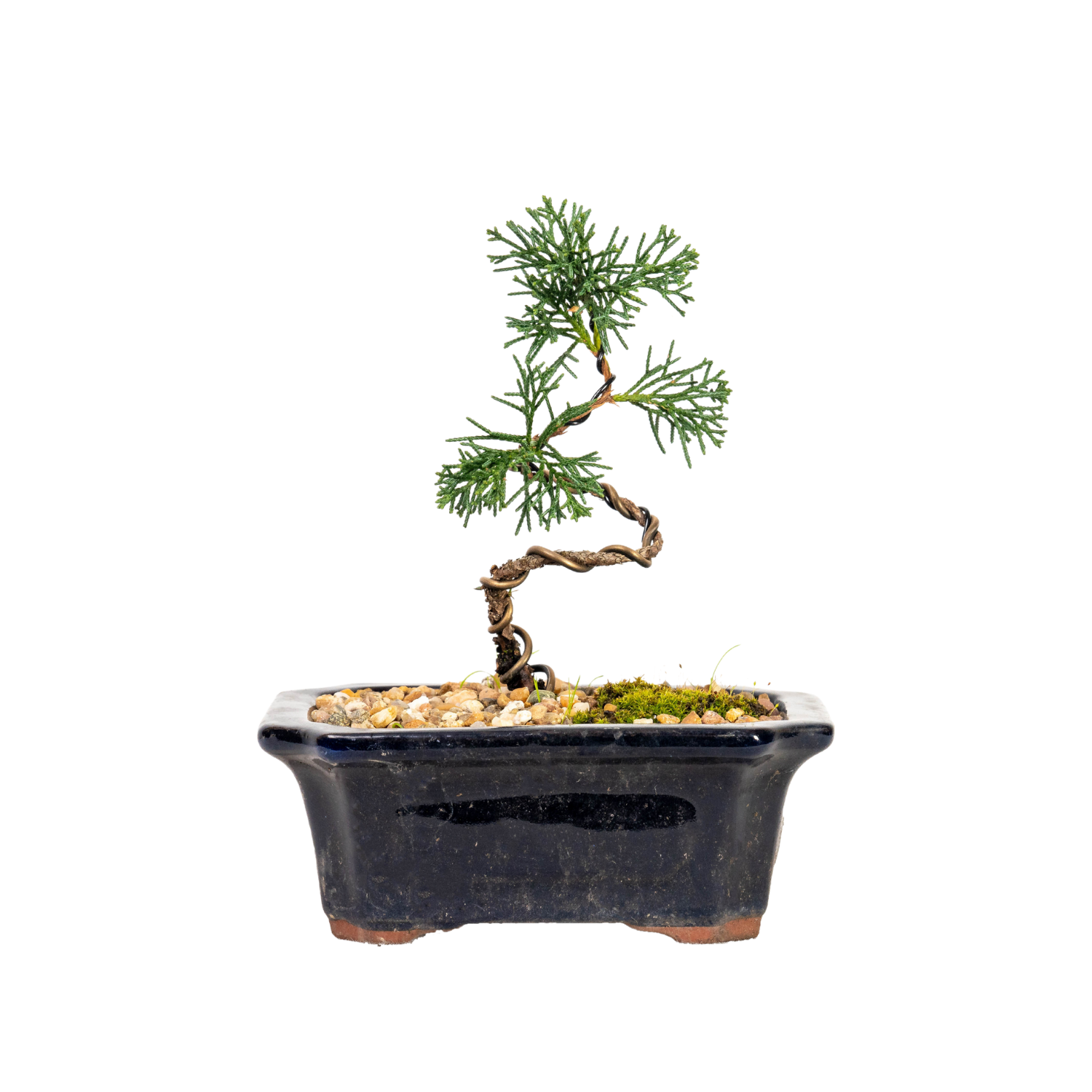 Shimpaku Juniper Bonsai (2019)