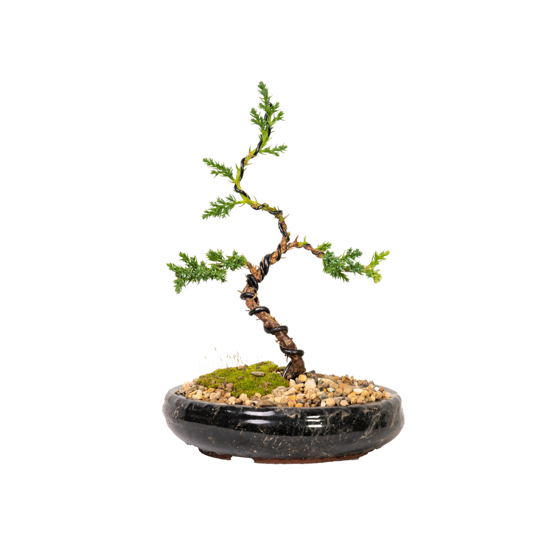 Juniper Bonsai (2020)