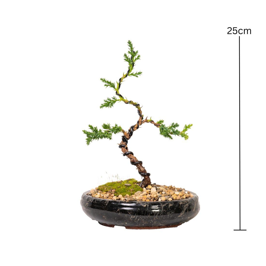 Juniper Bonsai (2020)