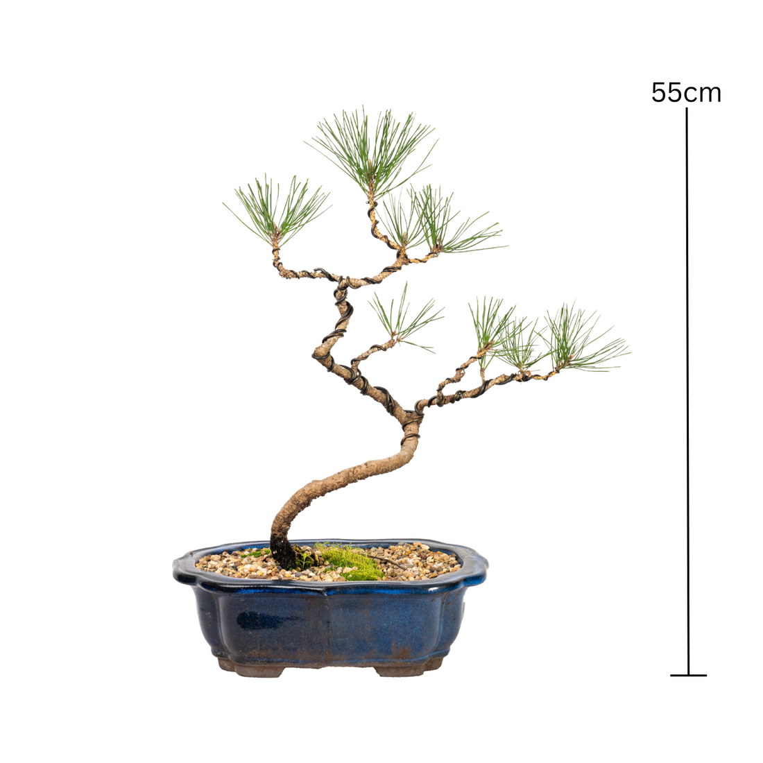 Japanese Black Pine Bonsai (2003)