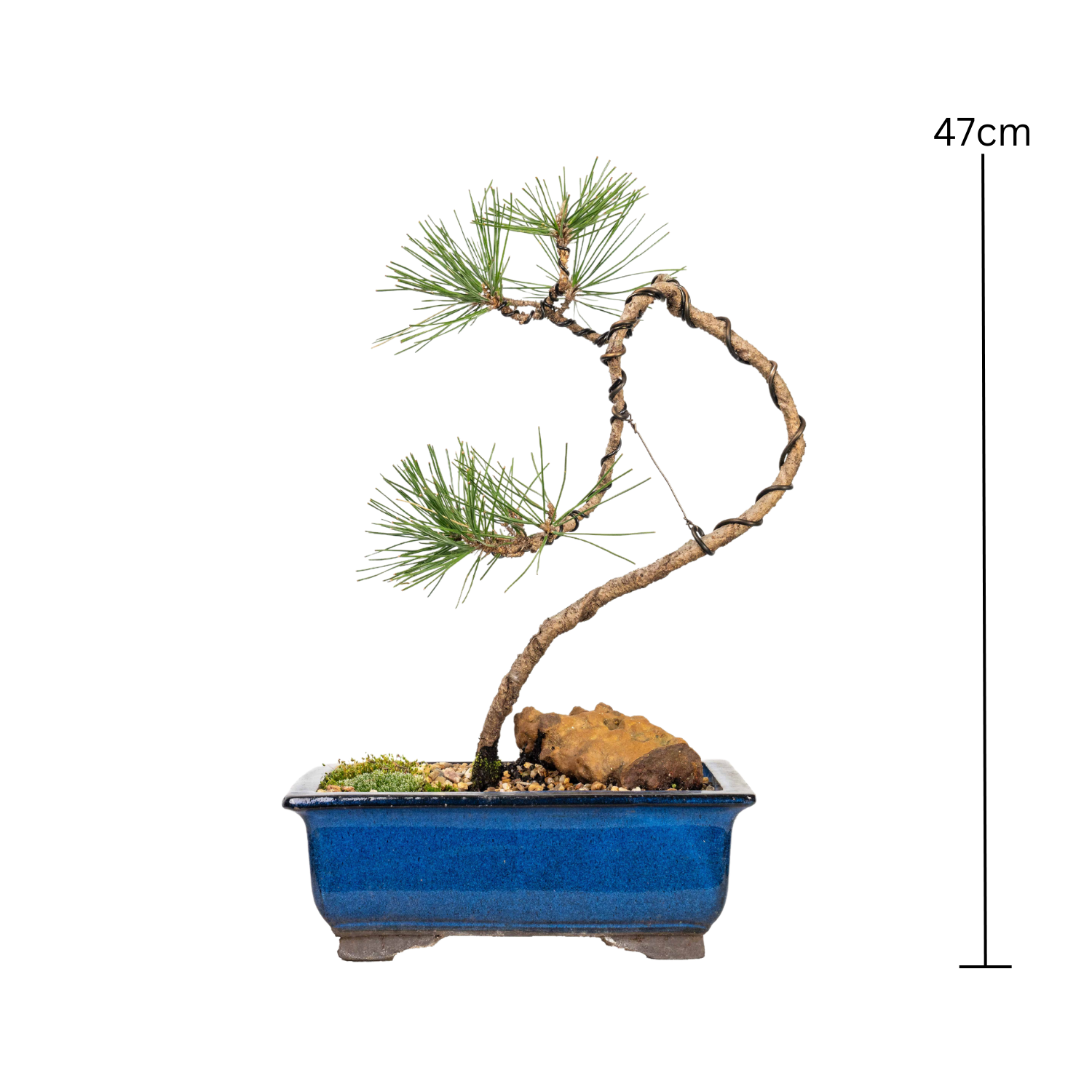 Japanese Black Pine Bonsai (2003)