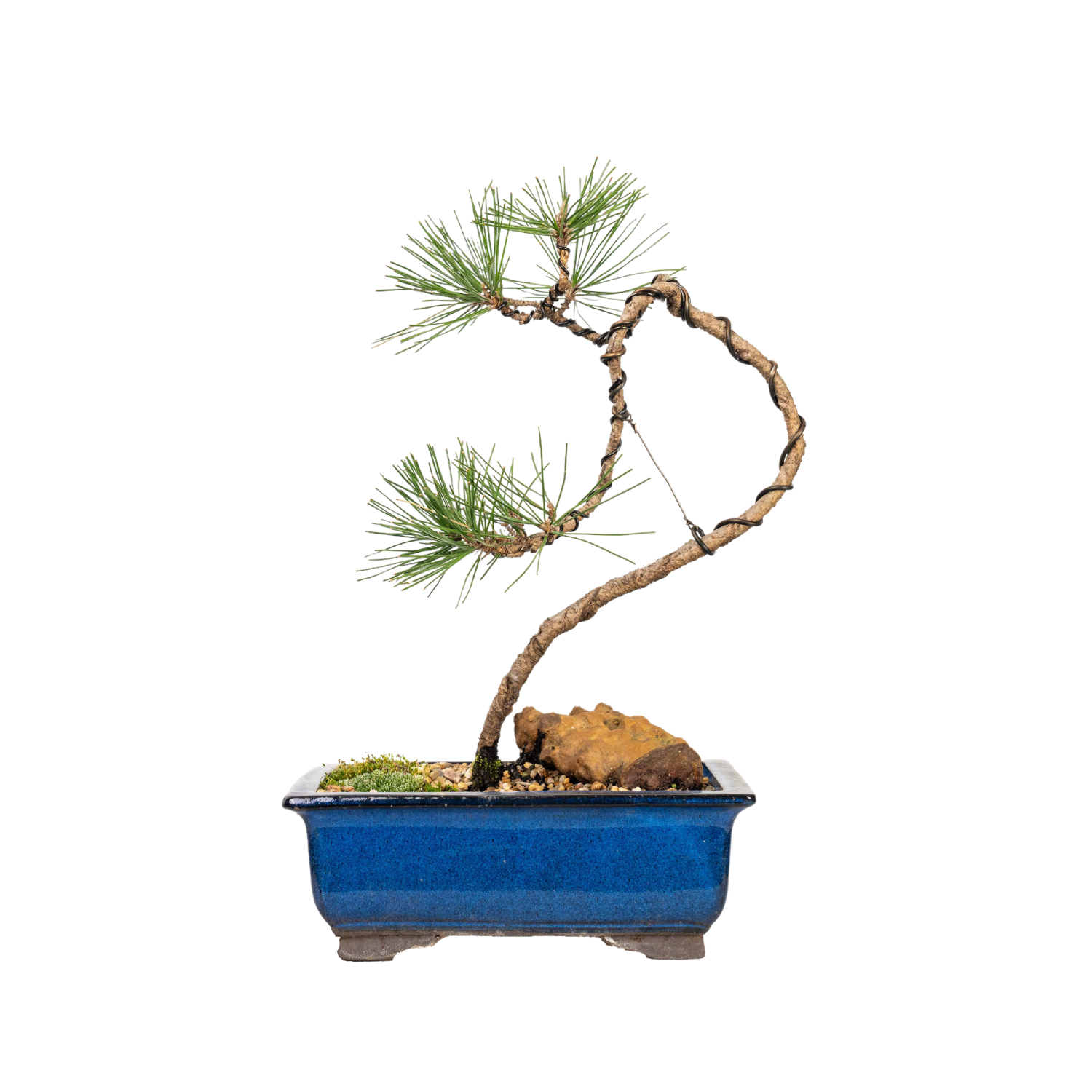 Japanese Black Pine Bonsai (2003)