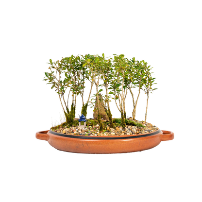 Korean Buxus Forest Bonsai (2017)