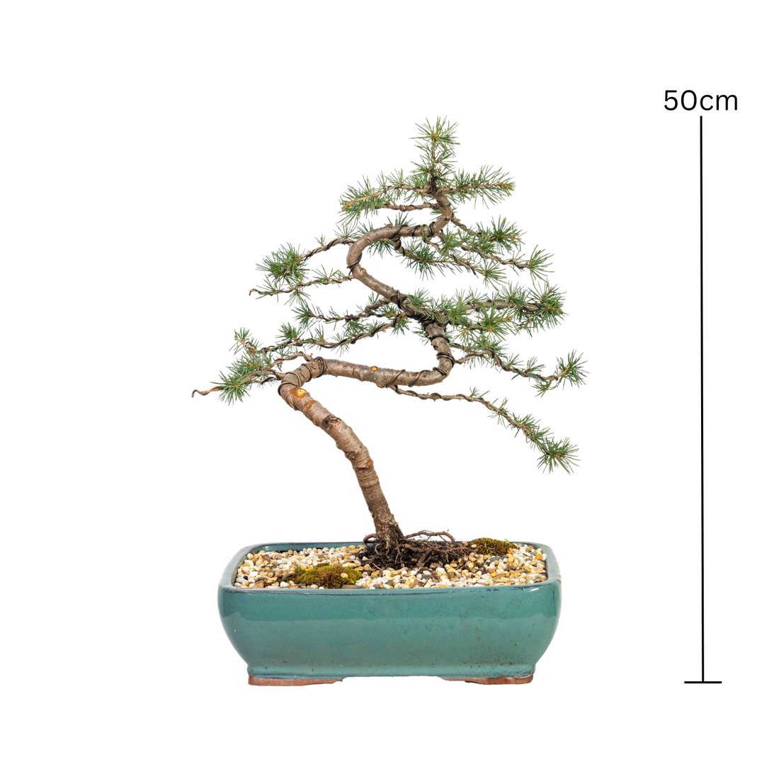 Atlantic Cedar Bonsai (2000)