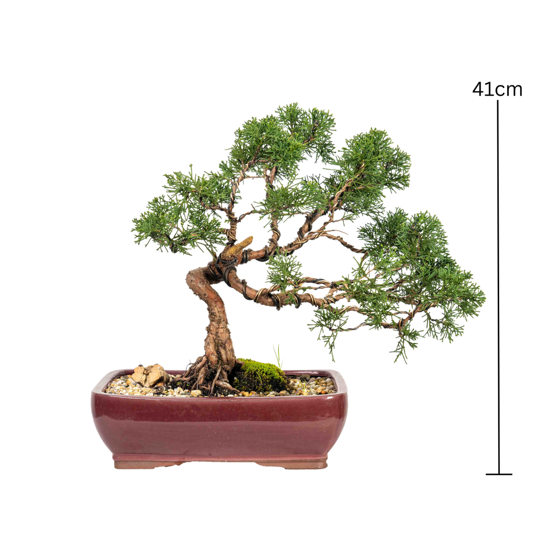 Shimpaku Juniper Bonsai (1998)