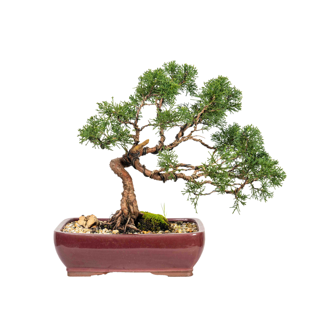 Shimpaku Juniper Bonsai (1998)