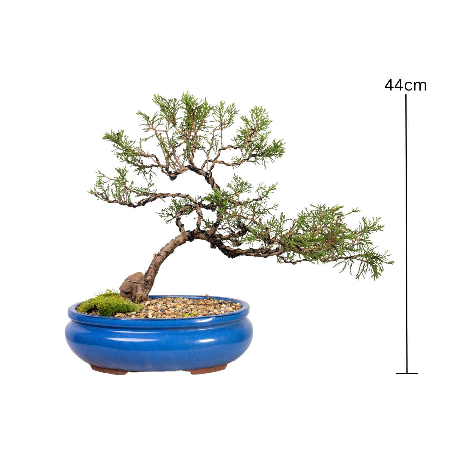 Sargent’s Juniper Bonsai (1999)