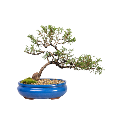 Sargent’s Juniper Bonsai (1999)