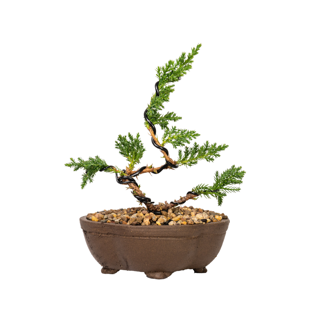 Juniper Bonsai (2020)