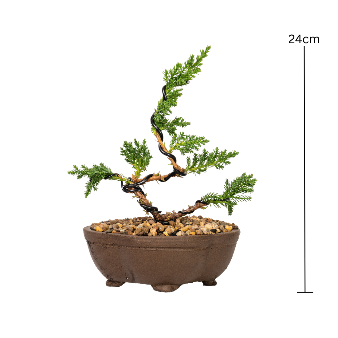 Juniper Bonsai (2020)
